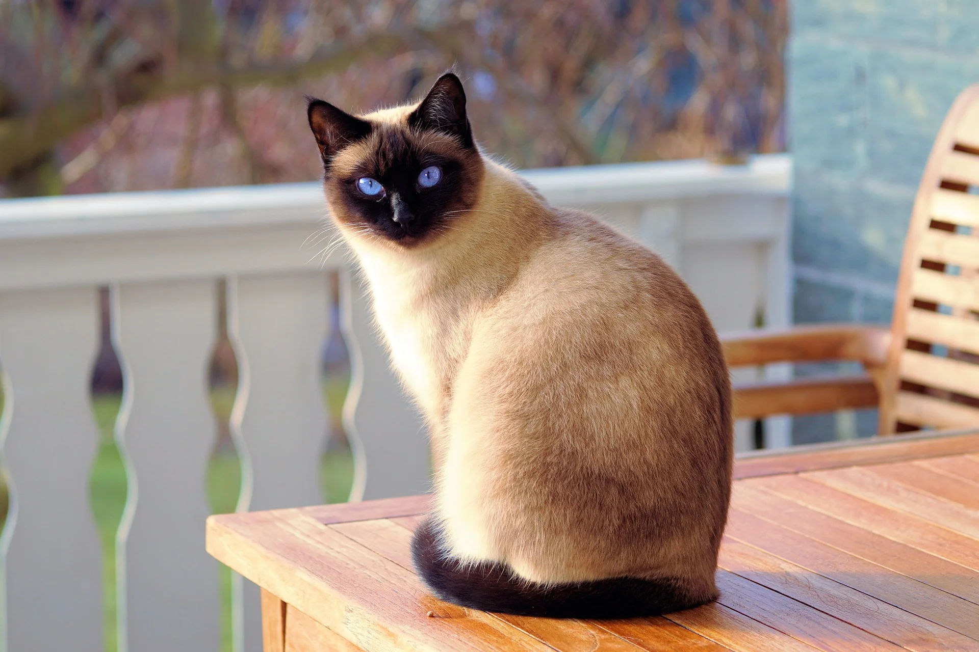 common.animal_image_alt