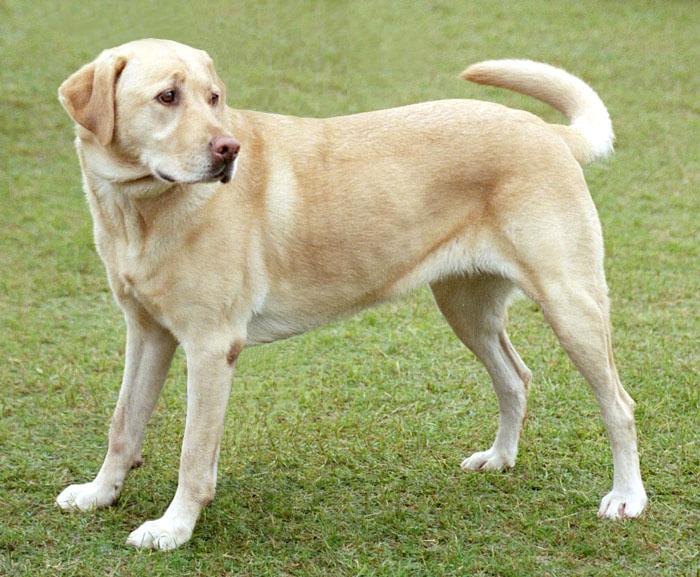common.animal_image_alt