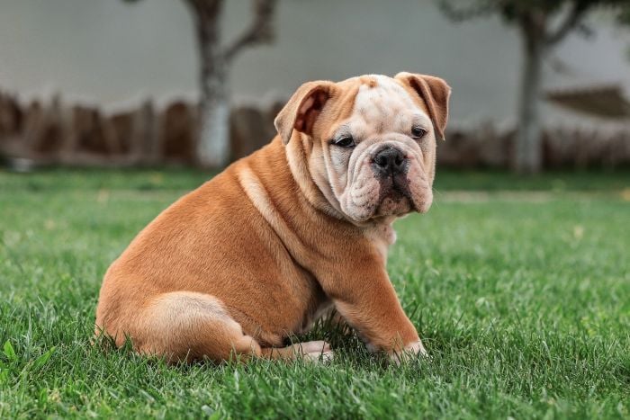 common.animal_image_alt