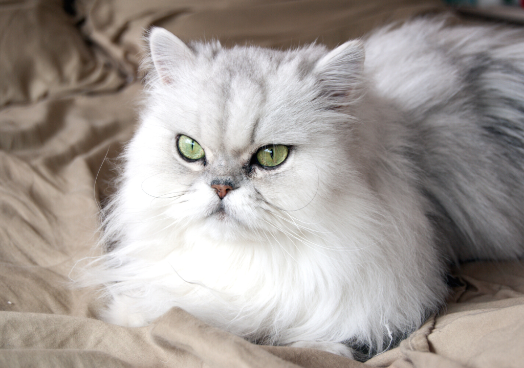 common.animal_image_alt