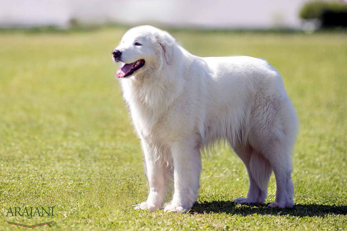 common.animal_image_alt