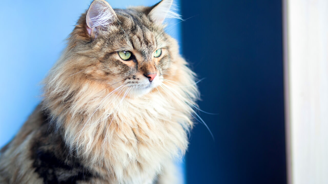 common.animal_image_alt