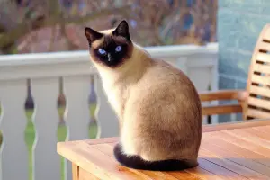 Immagine animale