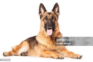 Immagine animale
